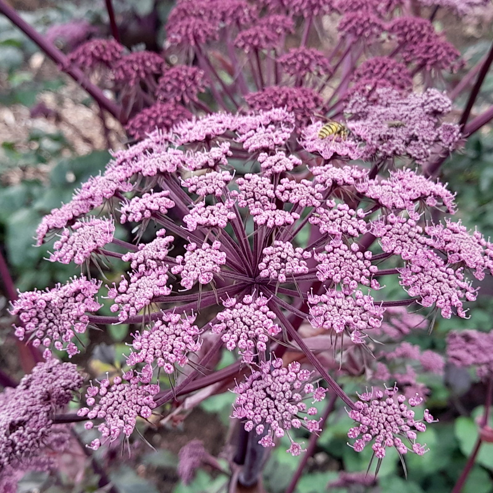 Angelica Sylvestris Ebony 8 Scaled