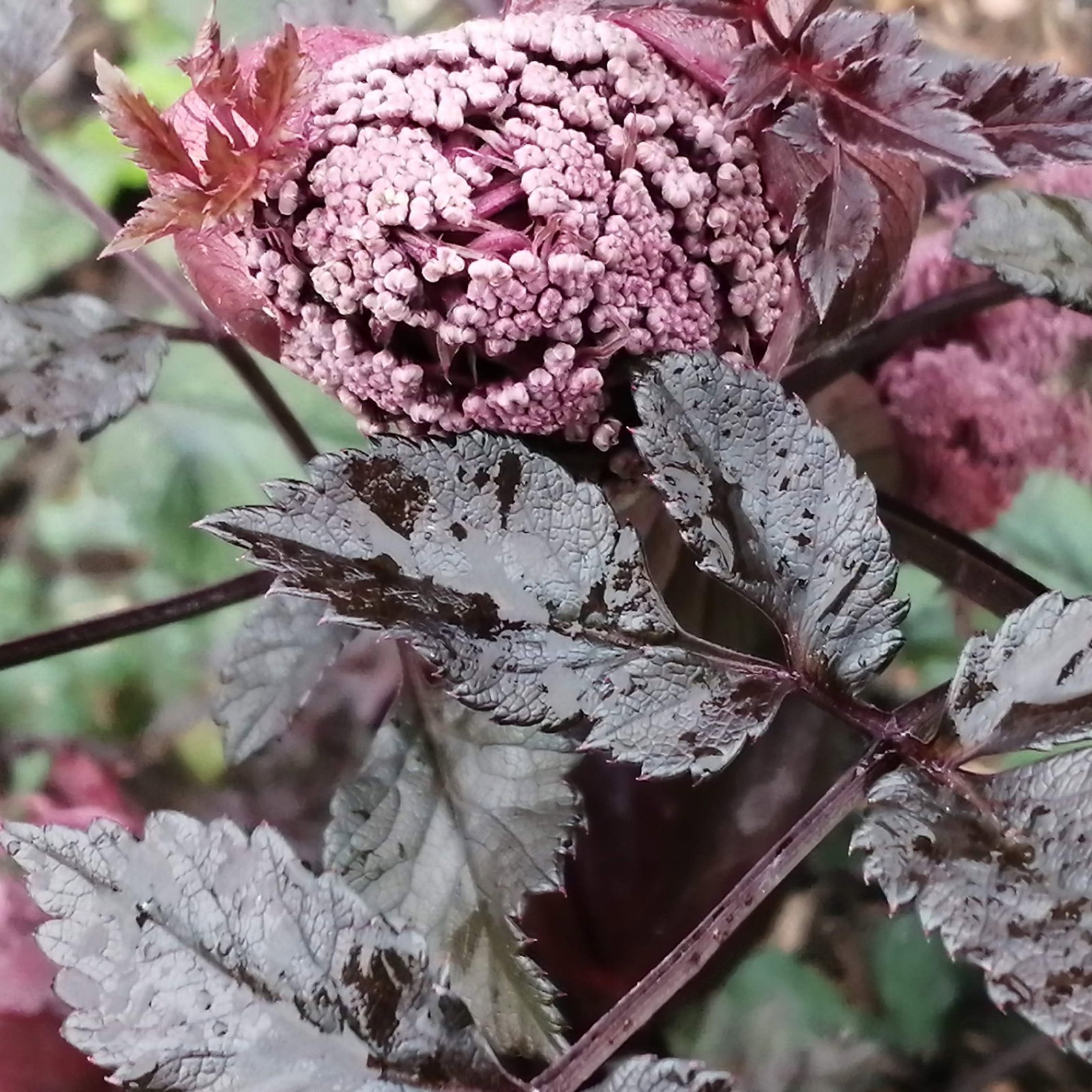 Angelica Sylvestris Ebony 2 Scaled