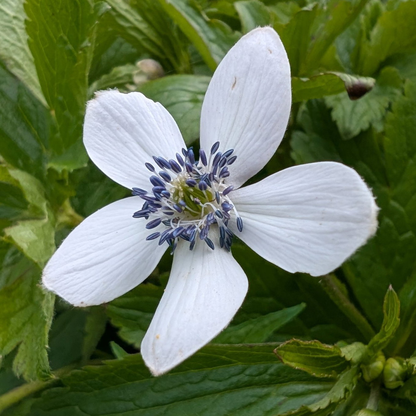 Anemone Levellii 7 Scaled
