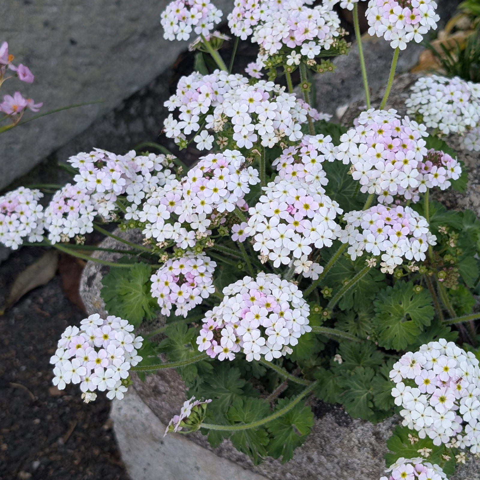 Androsace Geraniifolia Scaled