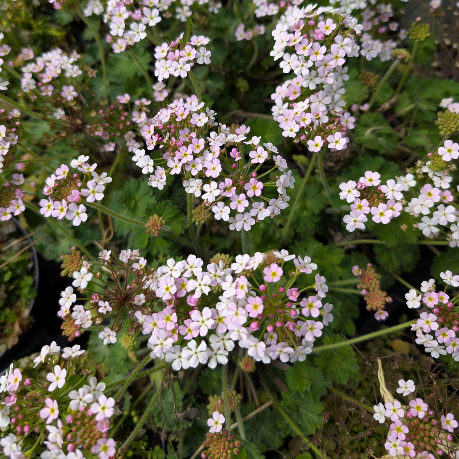 Androsace Geraniifolia 2 Scaled