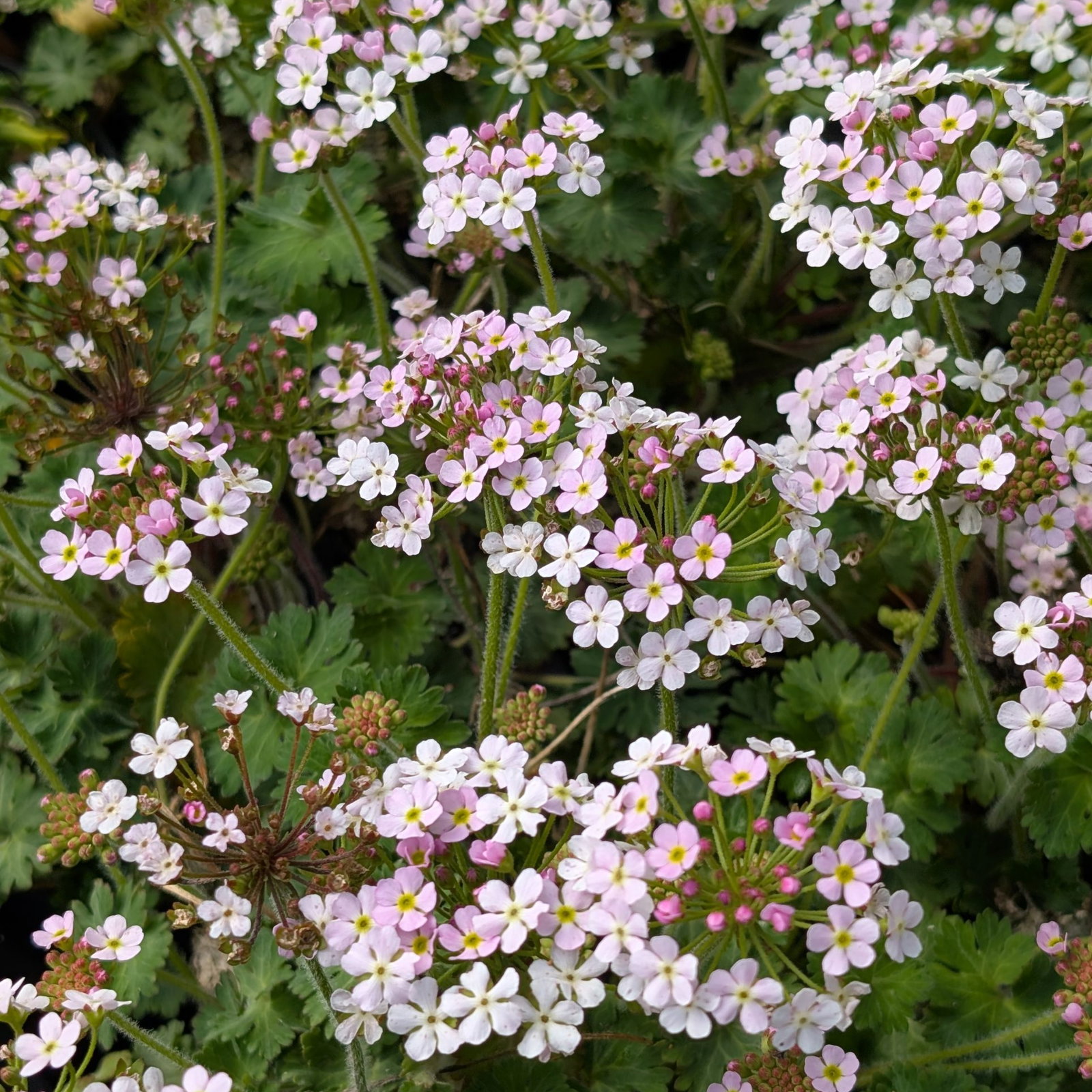Androsace Geraniifolia 1 Scaled