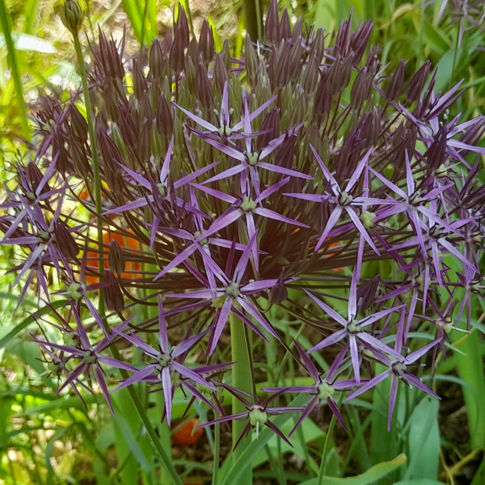 Allium Christophii 2 Scaled