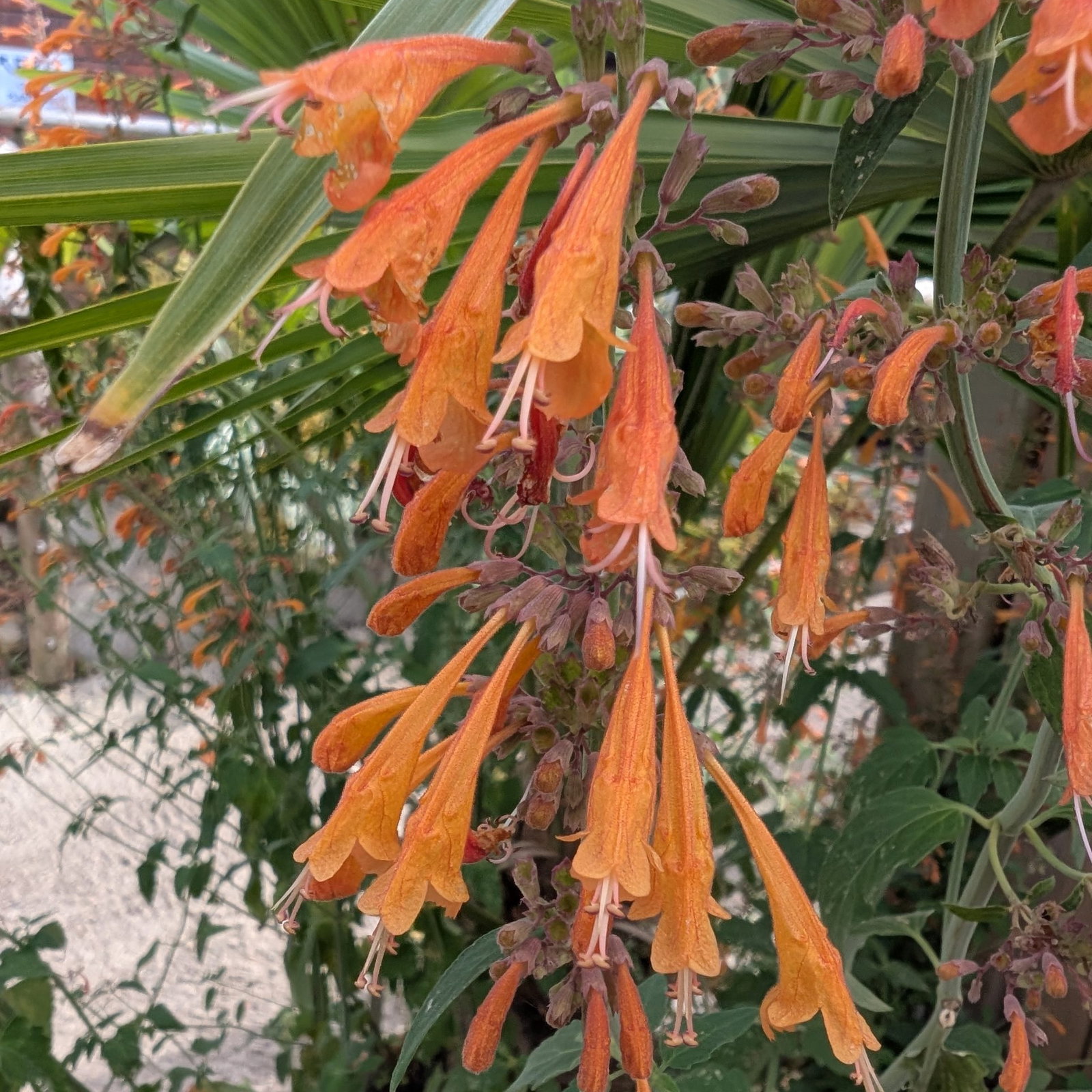 Agastache Aurantiaca 7 Scaled
