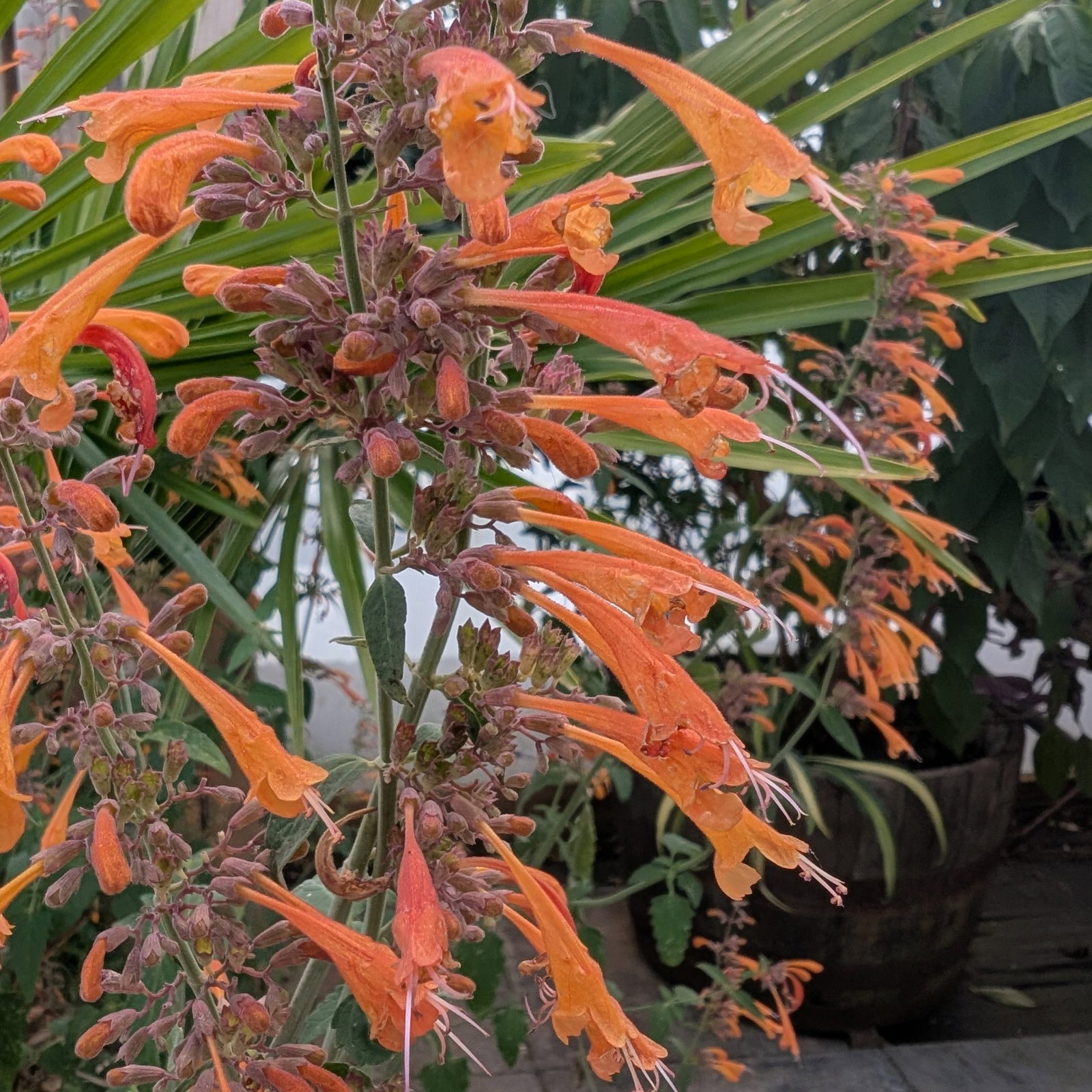 Agastache Aurantiaca 8 Scaled