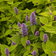 Agastache Foeniculum Golden Jubilee 8 Scaled