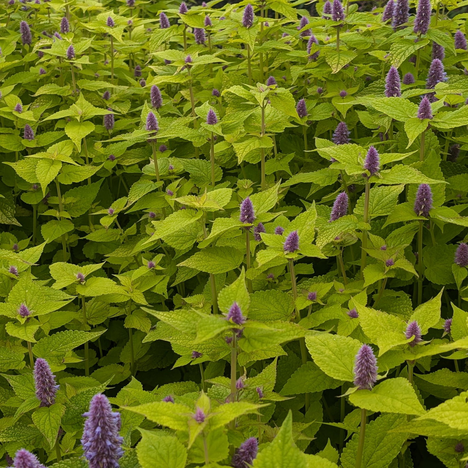 Agastache Foeniculum Golden Jubilee 9 Scaled