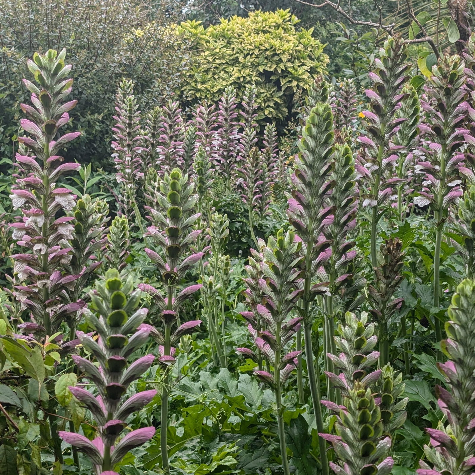 Acanthus Mollis Scaled