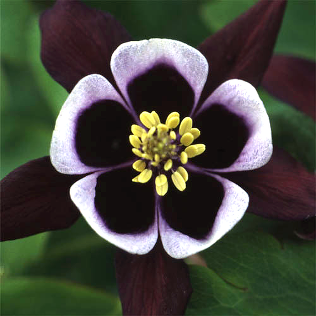Aquilegia William Guiness Vivid