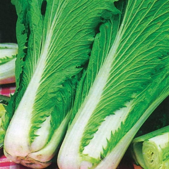 0017090 Chinese Cabbage Wong Bok