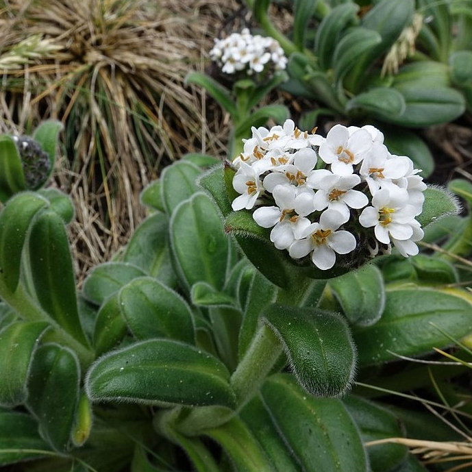 Myosotis Rakiura