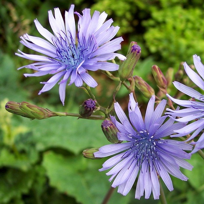 Cicerbita Alpina De Val S Dwarf Form