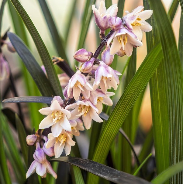 Ophiopogon