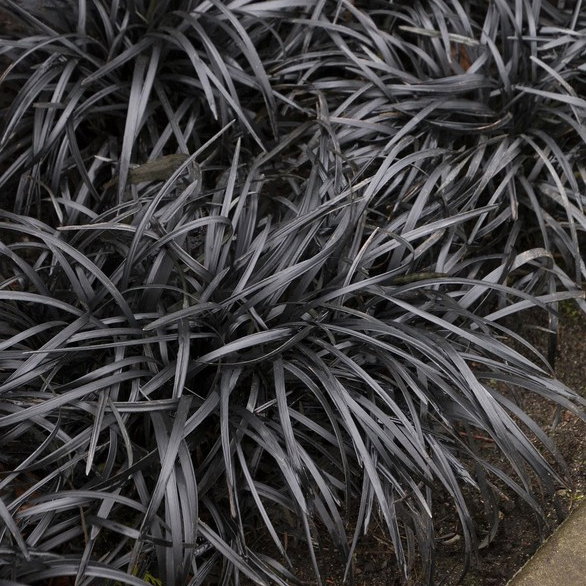 Ophiopogon