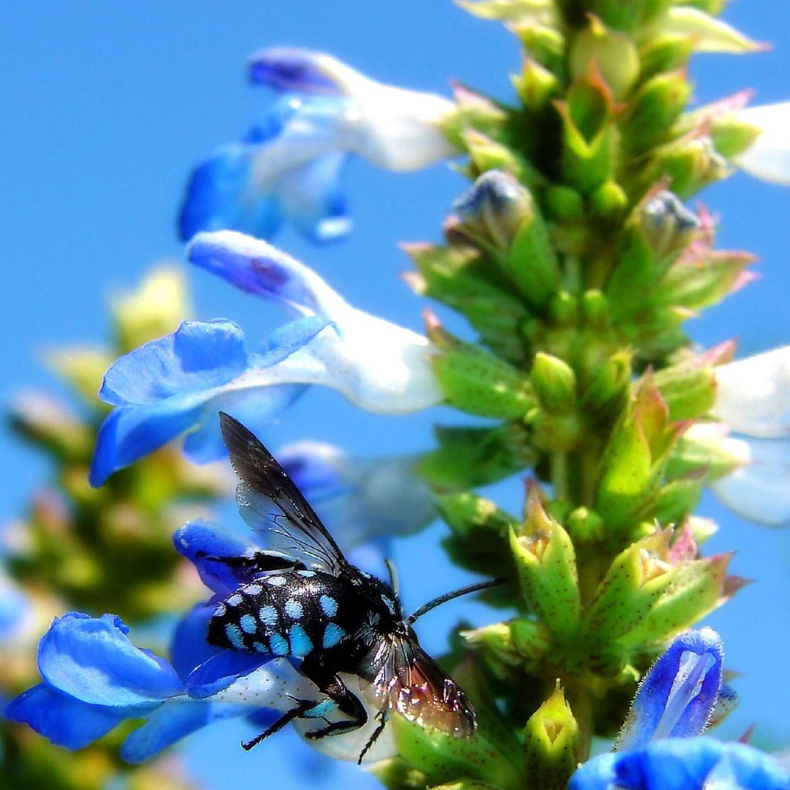 Salvia Uliginosa