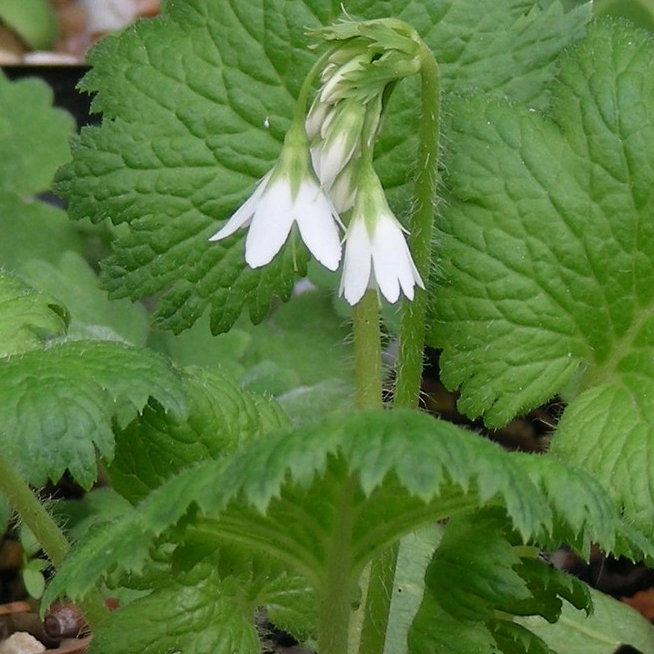Cortusa Matthioli Alba