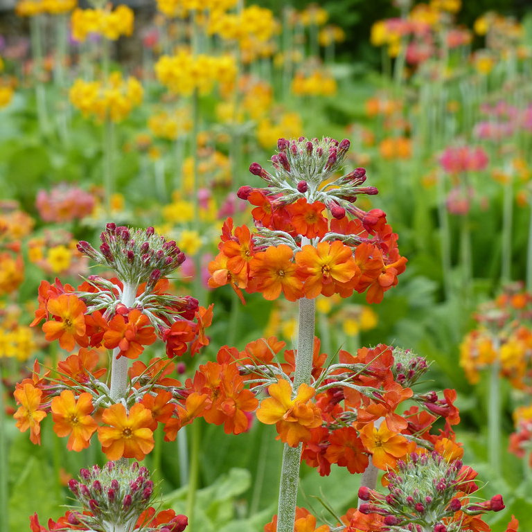 Primula Harlow Carr