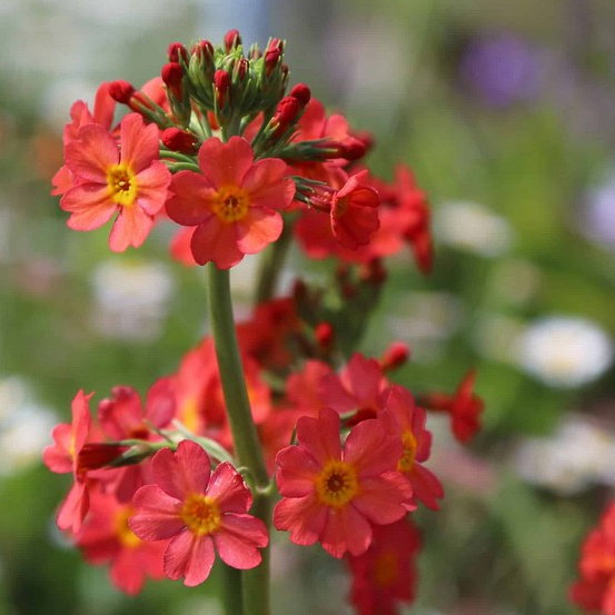 Primula X Bullesiana