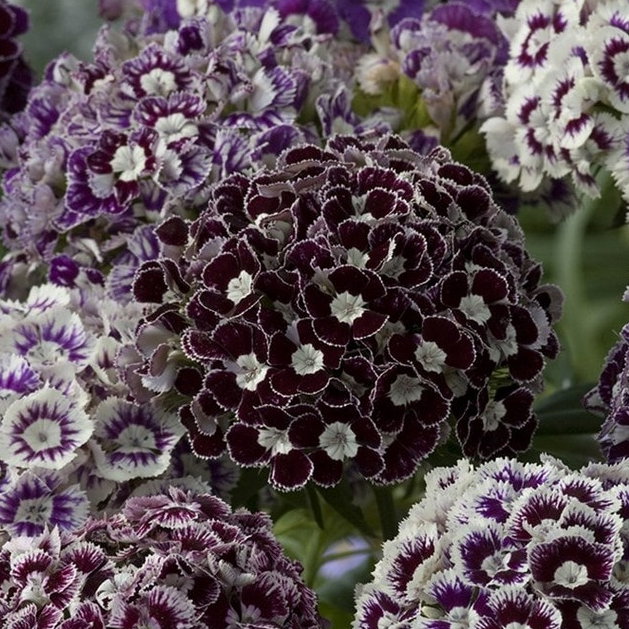 Dianthus Barbartus Mix