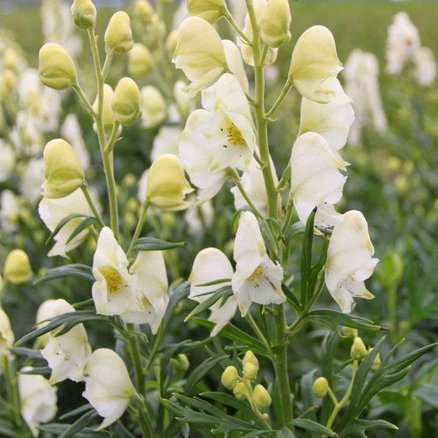 Aconitum Napellus Album