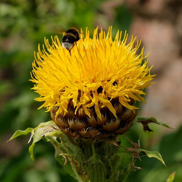 Centaurea Macrocephala