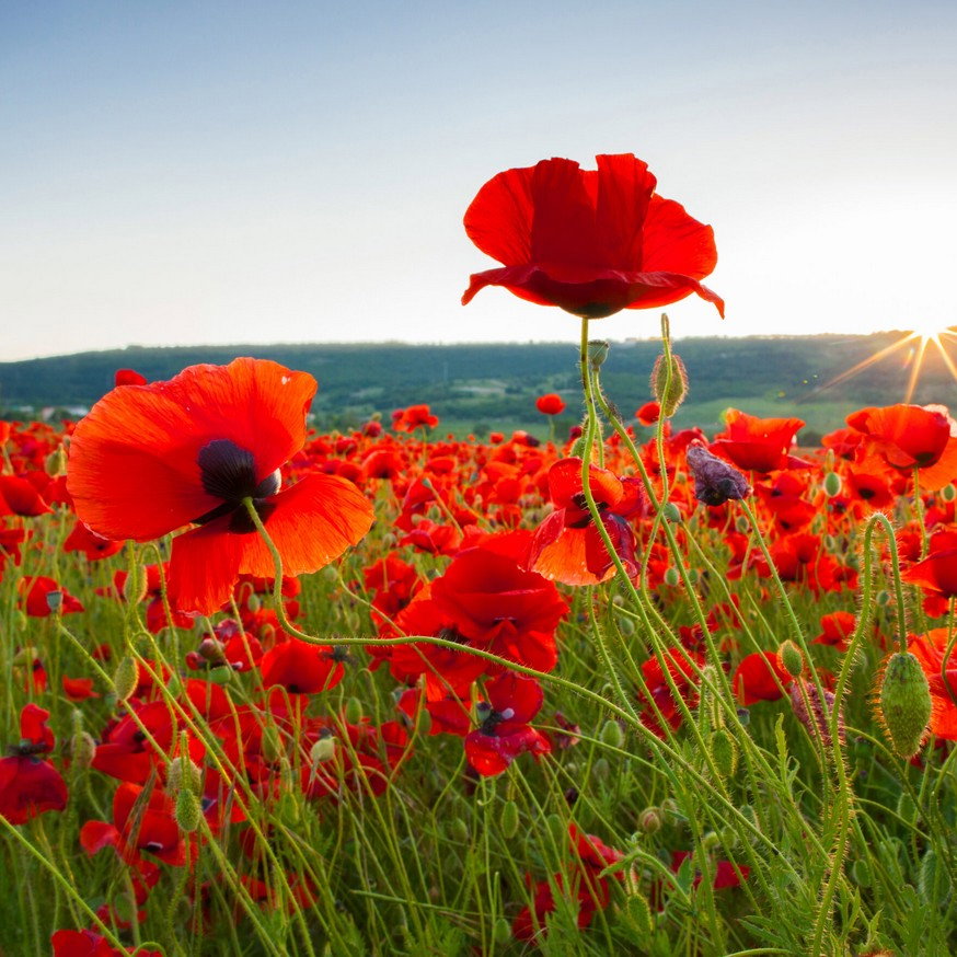 Papaver Rhoeas