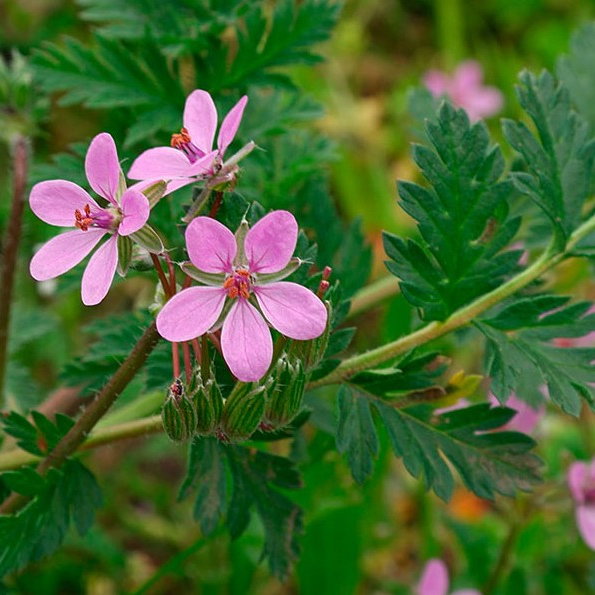 Erodium Mogan