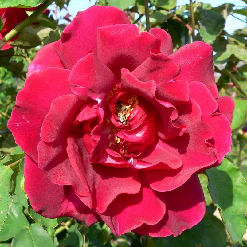 Rosa Etoile De Holland
