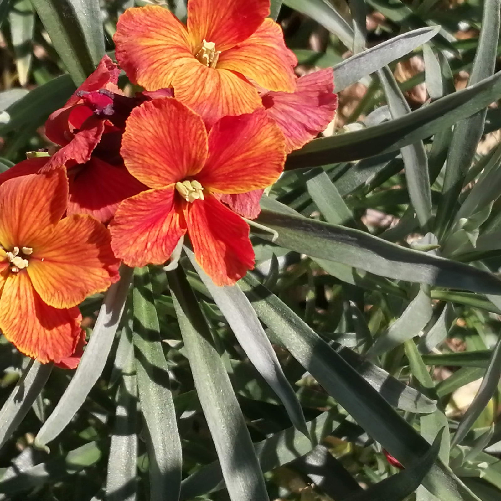 Erysimum