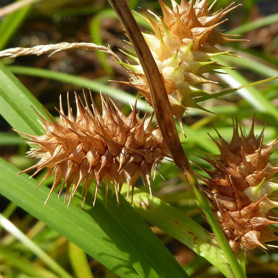 Carex Lupulina