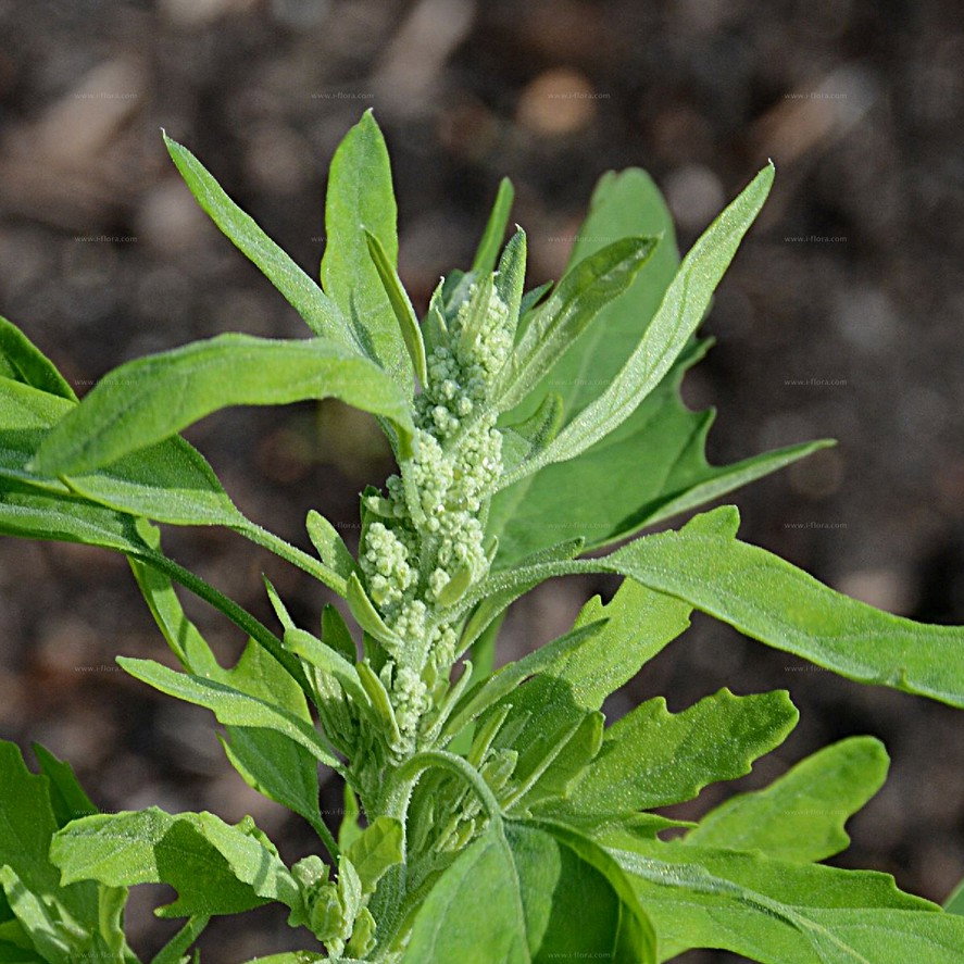 Chenopodium Ficifolia