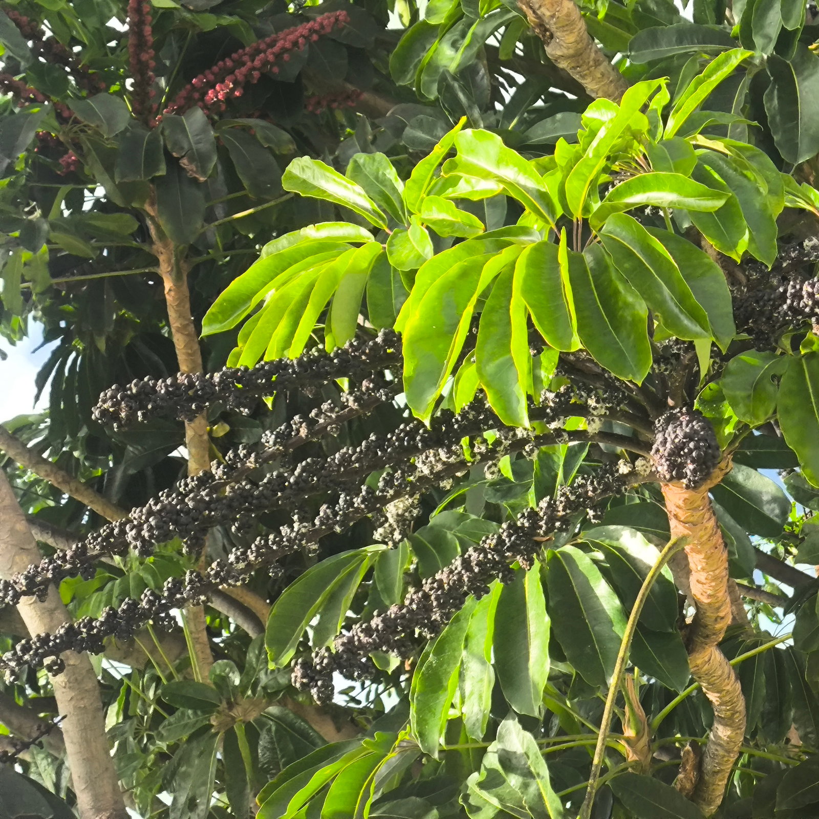 Schefflera Actinophylla