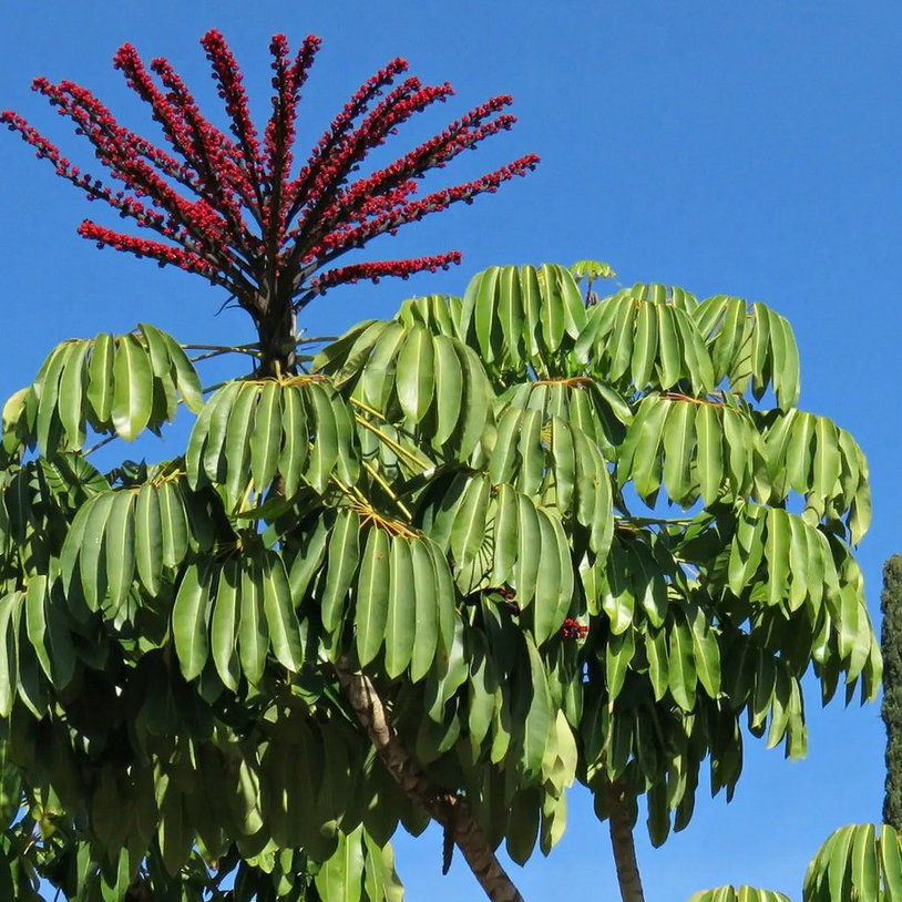 Schefflera Actinophylla