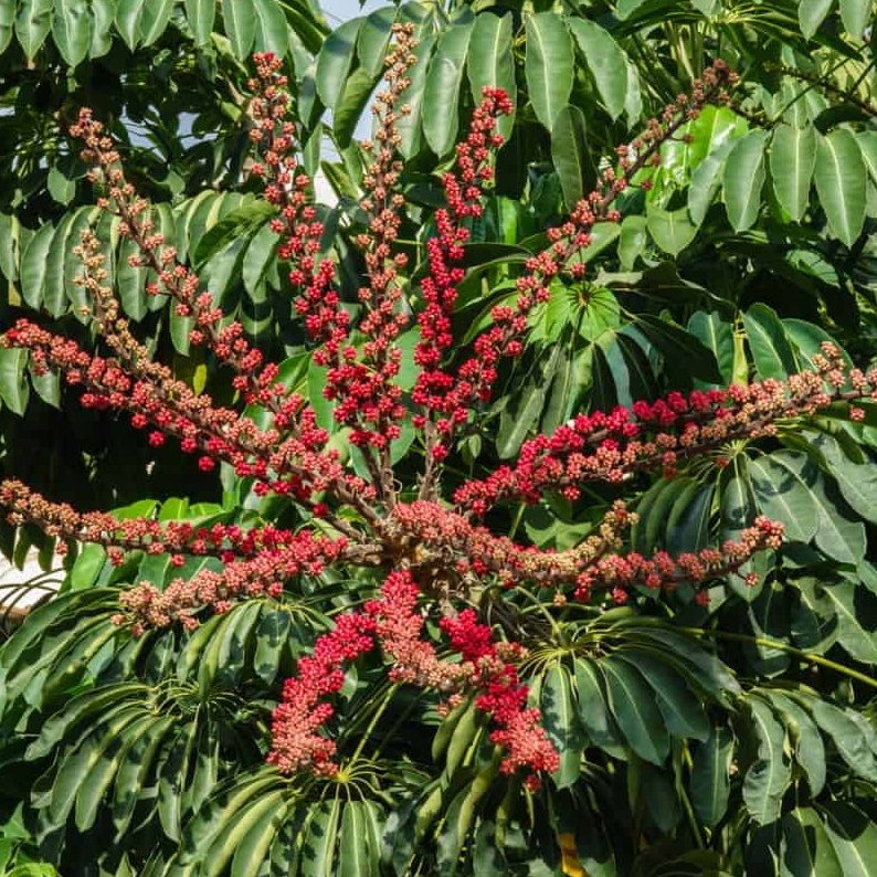 Schefflera Actinophylla