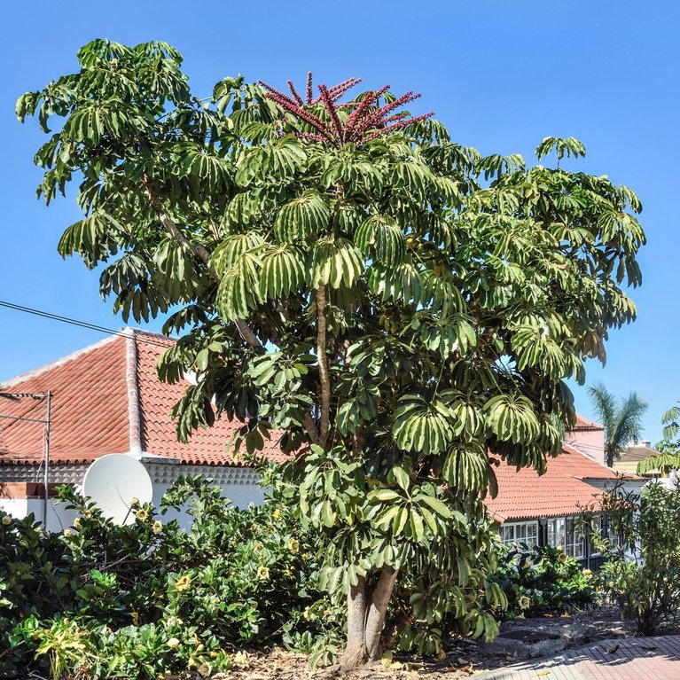 Schefflera Actinophylla