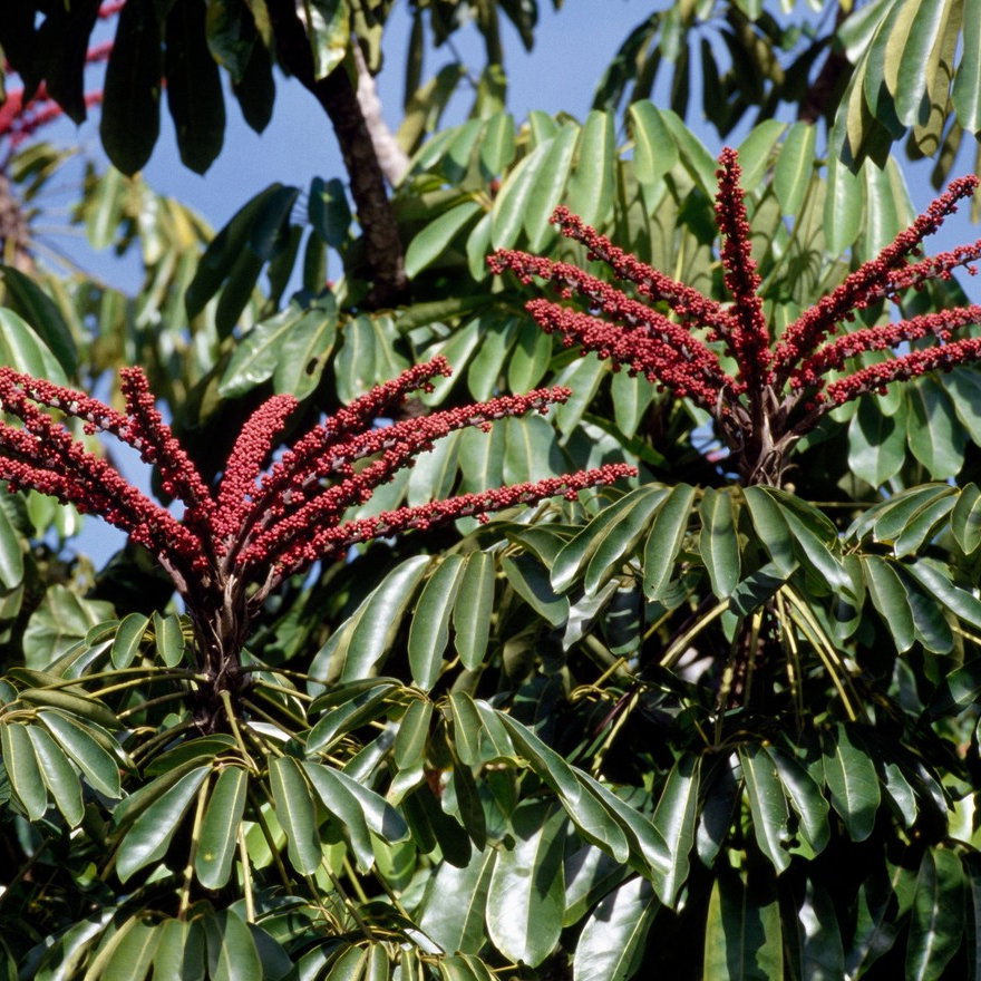 Schefflera Actinophylla