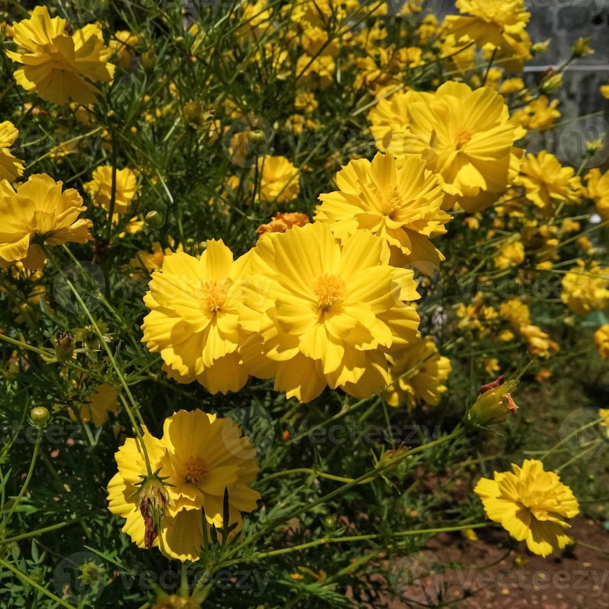 Cosmos Suklph