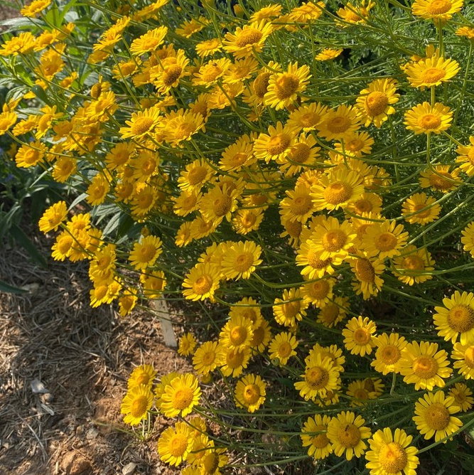 Anthemis Tinctoria