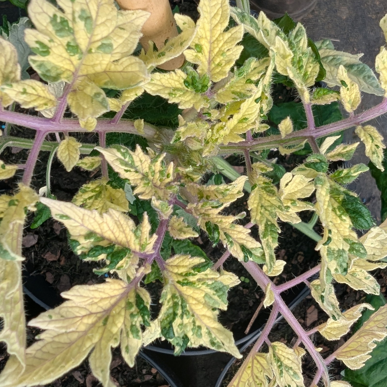 Tomato Varieg