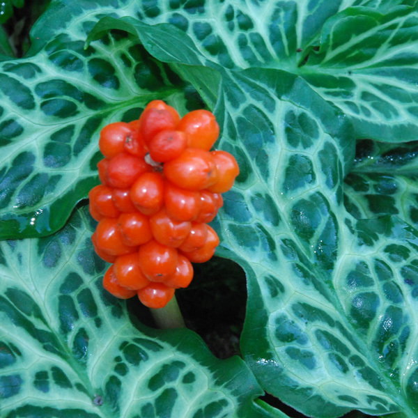 Arum Italicum Pictum