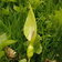 Arum Maculatum