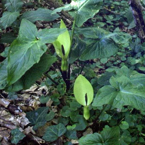 Arum Orientale