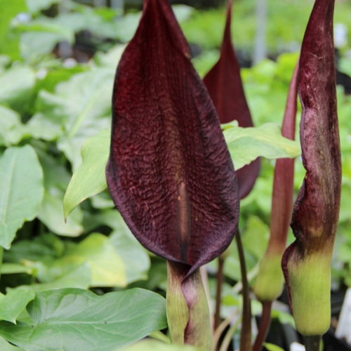 Arum Purpureospathum