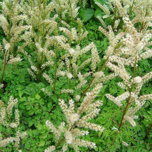 Aruncus Aethusifolius