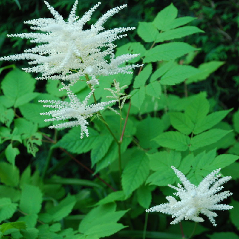 Aruncus Dioicus