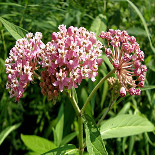 Asclepiasincarnata