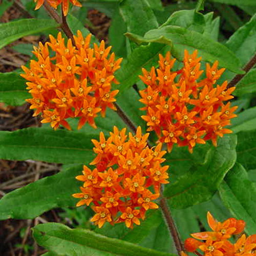 Asclepia Tuberosa