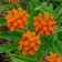 Asclepia Tuberosa