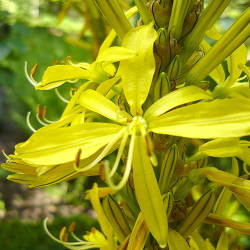 Asphodeline Lutea