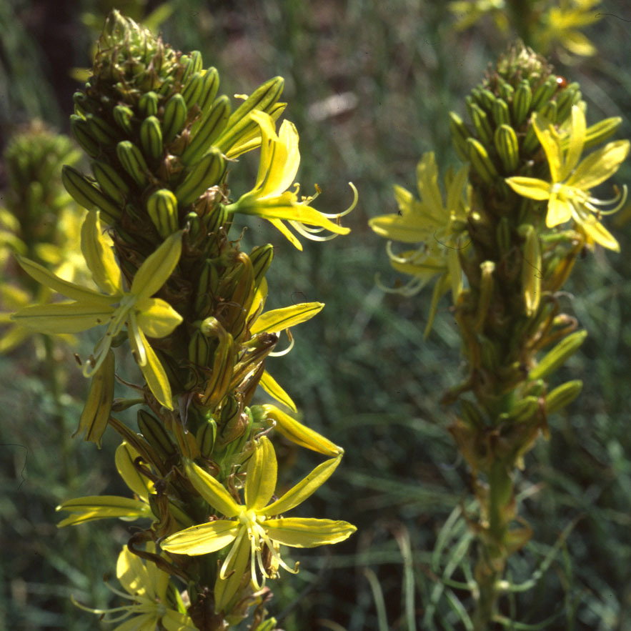 Asphodeline Lutea